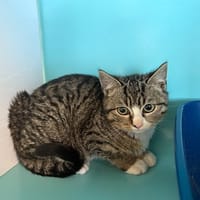 TROGNONNE, chatte à adopter