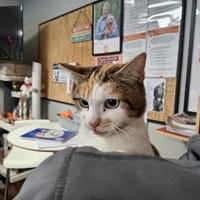 HERMIONE, chatte à adopter