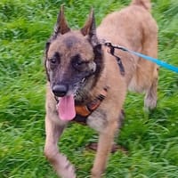 Lola Bunny, chienne à adopter