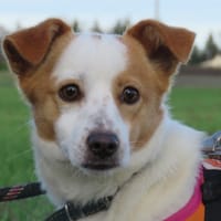 AZUR, chien à adopter