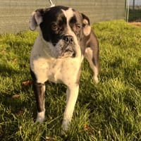 COMETTE, chienne à adopter