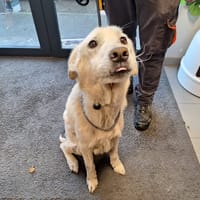 PRINCE, chien à adopter