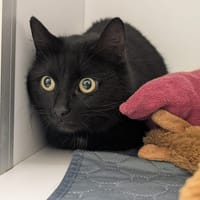 ECLIPSE, chatte à adopter