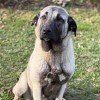 Isis CAA14462, chienne à adopter