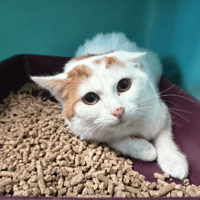 VIVESAIGUES C, chat à adopter