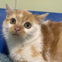 TANDORI, chat à adopter