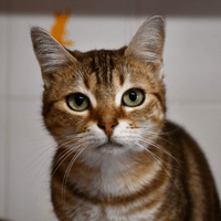 Zoe, chatte à adopter