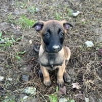 ALTO, chien à adopter