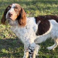 Ange CAA14467, chien à adopter