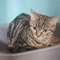 CLICQUOT, chatte à adopter