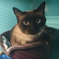 MILKI, chat à adopter