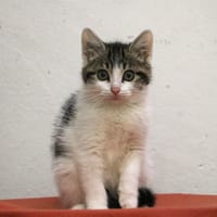 ALIX HAB17448, chatte à adopter