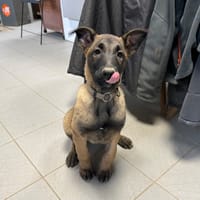 MILO, chien à adopter