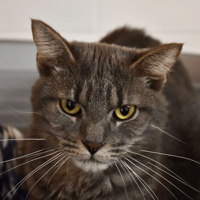 Gribouille, chat à adopter