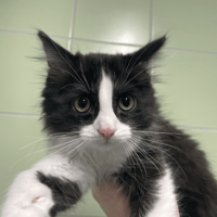 NAKOMA, chatte à adopter