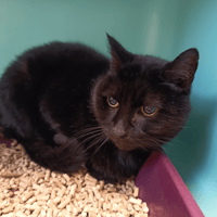 EROS C, chat à adopter