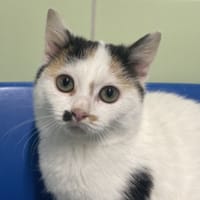 TIKA, chatte à adopter