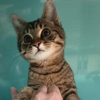 PUDDING C, chat à adopter