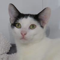 GRELOT, chat à adopter