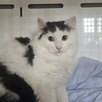 ALOHA, chat à adopter