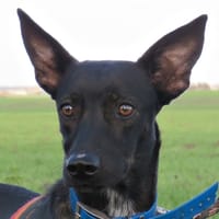 CITOYENNE, chienne à adopter