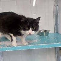 Tamara, chatte à adopter