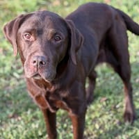 Jade CAA14463, chienne à adopter