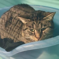 DJU, chatte à adopter