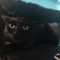 COFFEE, chatte à adopter