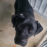 Miou, chien à adopter