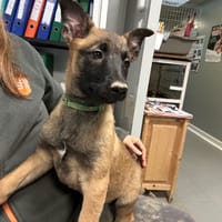 BINGO, chien à adopter