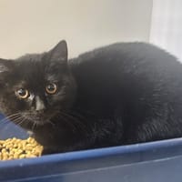 APPLE, chatte à adopter