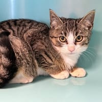 PATATE, chatte à adopter