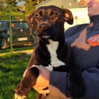 kaya, chienne à adopter