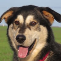 LOUCKY, chien à adopter