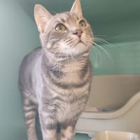 MELODY DIVINE, chat à adopter