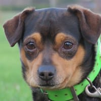 NACHO, chien à adopter