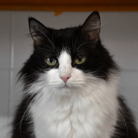 Felicia, chatte à adopter