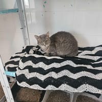 Souris, chatte à adopter