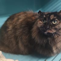 CHATVADOR, chatte à adopter