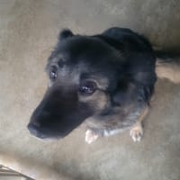 Nala, chienne à adopter