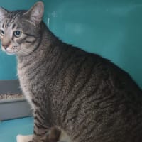 ALING, chat à adopter