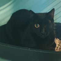 BRACHIL, chat à adopter