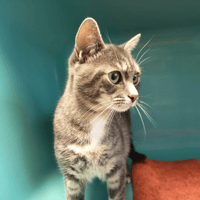 DRAGEE C, chatte à adopter