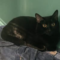 MIAOUSSILLON, chat à adopter
