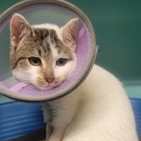 Jean Jean, chat à adopter