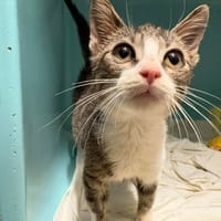 PATAPON, chat à adopter