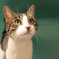 P'TIT BISCUIT C, chat à adopter