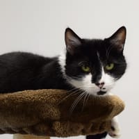 PEPITO, chat à adopter