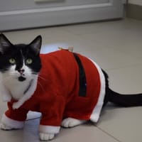 PEPITO, chat à adopter